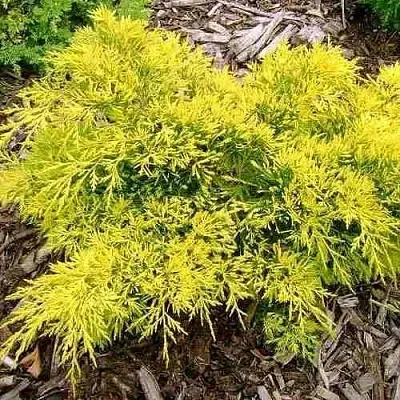 Можжевельник КИНГ ОФ СПРИНГ средний  Можжевельник КИНГ ОФ СПРИНГ средний в Санкт-Петербурге