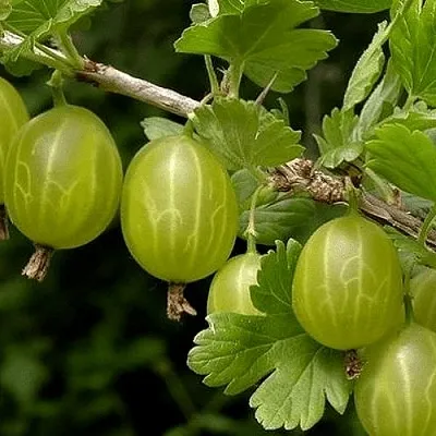 Крыжовник УРАЛЬСКИЙ БЕСШИПНЫЙ  Крыжовник УРАЛЬСКИЙ БЕСШИПНЫЙ в Санкт-Петербурге