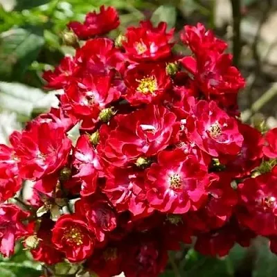 Саженцы роз АЛЬБЕРИХ полиантовая  Саженцы роз АЛЬБЕРИХ полиантовая в Санкт-Петербурге