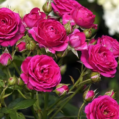 Саженцы роз БЕБИ КРИМСОН миниатюрная  Саженцы роз БЕБИ КРИМСОН миниатюрная в Санкт-Петербурге