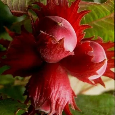 Фундук БАГРЯНЕЦ в Санкт-Петербурге