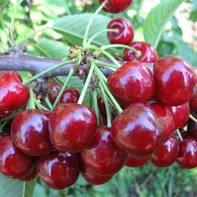 Вишня ДЕСЕРТНАЯ МОРОЗОВОЙ в Санкт-Петербурге