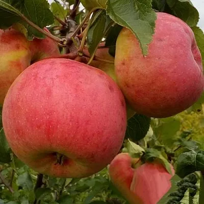 Яблоня БОЛОТОВСКОЕ в Санкт-Петербурге
