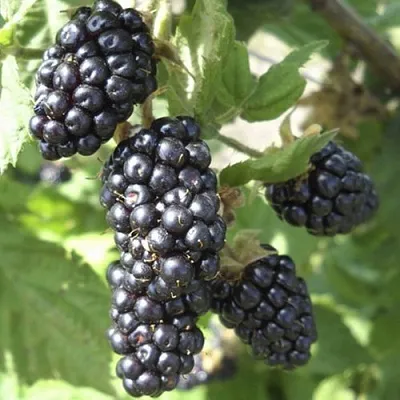 Ежемалина МАРИОН  Ежемалина МАРИОН в Санкт-Петербурге