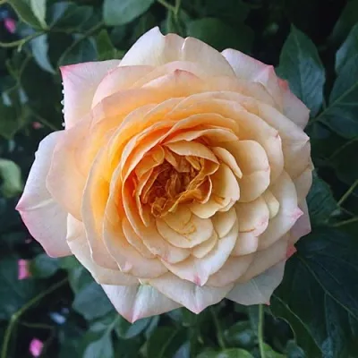 Саженцы роз АБЕЙ ДЕ СЕНТ-АМАН шраб  Саженцы роз АБЕЙ ДЕ СЕНТ-АМАН шраб в Санкт-Петербурге