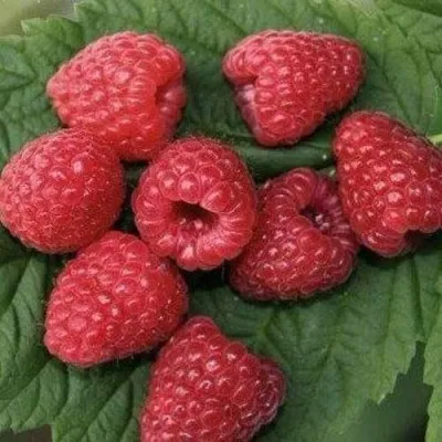 Малина ЗЮГАНА — описание сорта Малина ЗЮГАНА в Санкт-Петербурге