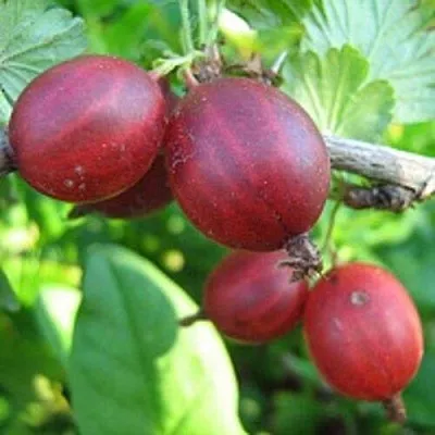 Крыжовник ЩЕДРЫЙ  Крыжовник ЩЕДРЫЙ в Санкт-Петербурге