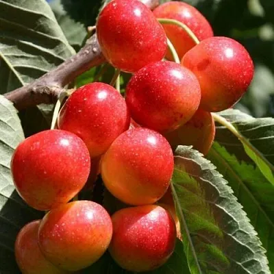 Черешня ГАСТИНЕЦ в Санкт-Петербурге