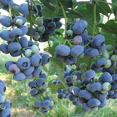 Голубика ЛИБЕРТИ  Голубика ЛИБЕРТИ в Санкт-Петербурге