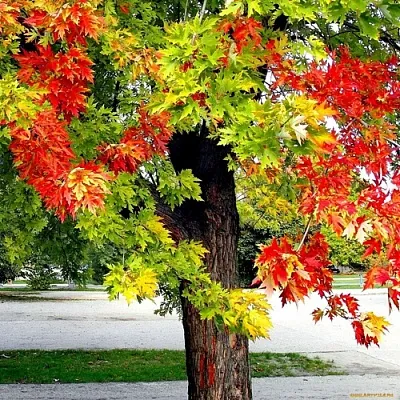 Клен в Санкт-Петербурге