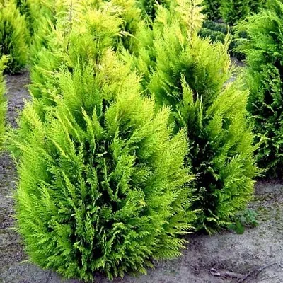 Кипарисовик ИВОНЕ лавсана  Кипарисовик ИВОНЕ лавсана в Санкт-Петербурге