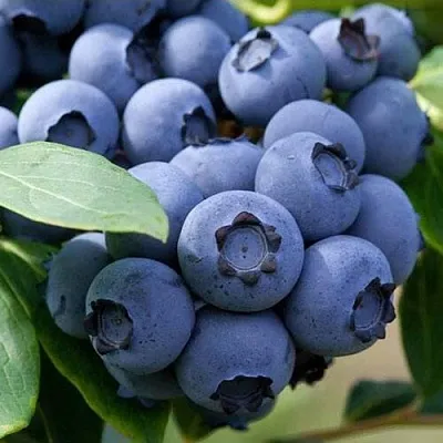 Голубика СПАРТАН  Голубика СПАРТАН в Санкт-Петербурге