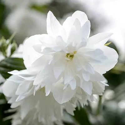 Жасмин МИНЕСОТА СНОУФЛЕЙК  Жасмин МИНЕСОТА СНОУФЛЕЙК в Санкт-Петербурге