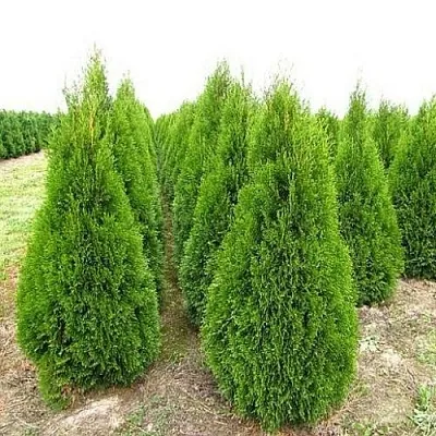 Туя СМАРАГД западная  Туя СМАРАГД западная в Санкт-Петербурге