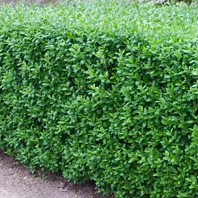 Бирючина обыкновенная АТРОВИРЕНС  Бирючина обыкновенная АТРОВИРЕНС в Санкт-Петербурге