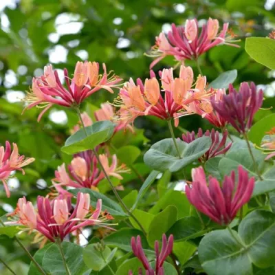 Жимолость ГЕКРОТА в Санкт-Петербурге