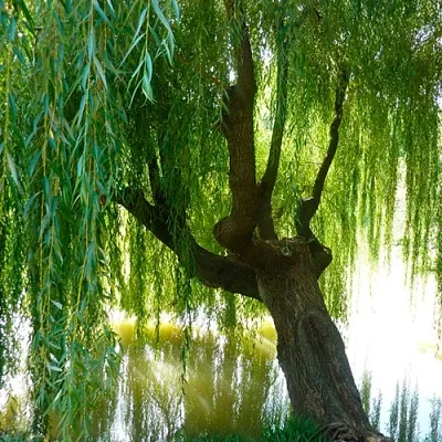 Ива в Санкт-Петербурге