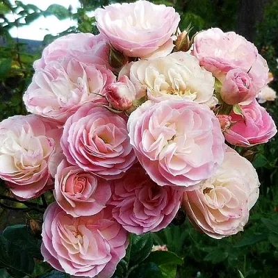 Саженцы роз БУКЕТ ПАРФЕ мускусная  Саженцы роз БУКЕТ ПАРФЕ мускусная в Санкт-Петербурге