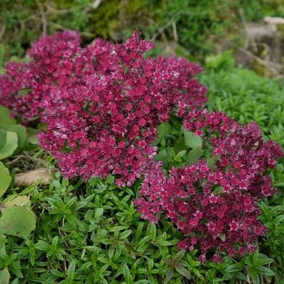 Очиток (седум) РУБИ ГЛОУ скальный в Санкт-Петербурге