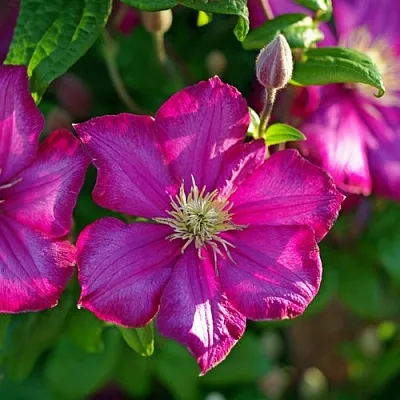 Клематис КАРМЕНСИТА  Клематис КАРМЕНСИТА в Санкт-Петербурге