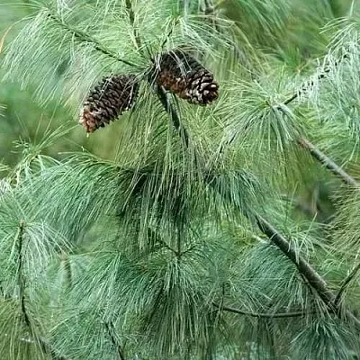 Сосна АРМАНДИ  Сосна АРМАНДИ в Санкт-Петербурге