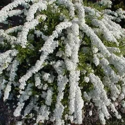 Спирея АРГУТА  Спирея АРГУТА в Санкт-Петербурге