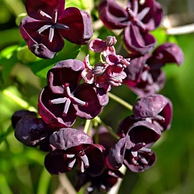 Акебия ПЯТЁРНАЯ   Акебия ПЯТЁРНАЯ  в Санкт-Петербурге