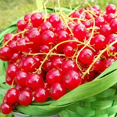 Красная  Красная в Санкт-Петербурге