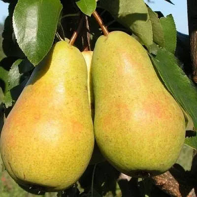 Груша ЧИЖОВСКАЯ  Груша ЧИЖОВСКАЯ в Санкт-Петербурге