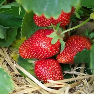 Клубника МОНТЕРЕЙ ремонтантная  Клубника МОНТЕРЕЙ ремонтантная в Санкт-Петербурге