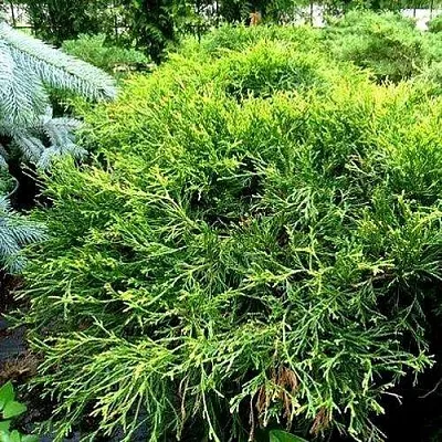 Кипарисовик ФИЛИФЕРА АУРЕА ВАРИЕГАТТА горохоплодный  Кипарисовик ФИЛИФЕРА АУРЕА ВАРИЕГАТТА горохоплодный в Санкт-Петербурге