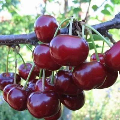 Вишня НОРД СТАР в Санкт-Петербурге