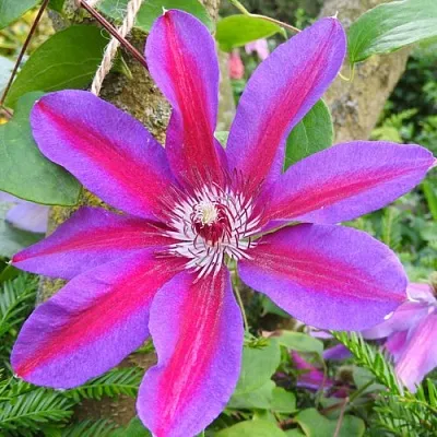 Клематис АКАИШИ  Клематис АКАИШИ в Санкт-Петербурге