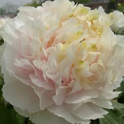 Пион ЗОЛОТОЙ ИЗУМРУД древовидный  Пион ЗОЛОТОЙ ИЗУМРУД древовидный в Санкт-Петербурге