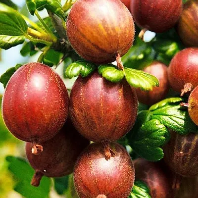 Крыжовник ШЕРШНЕВСКИЙ  Крыжовник ШЕРШНЕВСКИЙ в Санкт-Петербурге