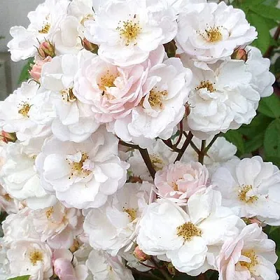 Мускусная в Санкт-Петербурге