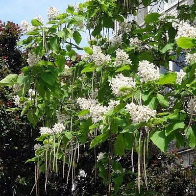 Катальпа в Санкт-Петербурге