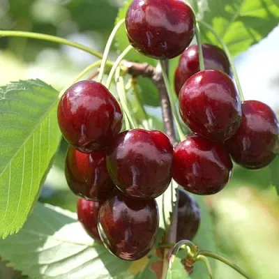 Черешня ОВСТУЖЕНКА в Санкт-Петербурге