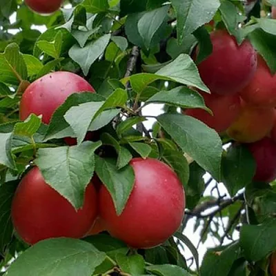 Плумкот БИРИКОККОЛО ГИГАНТЕ ДИ БУДРИО  Плумкот БИРИКОККОЛО ГИГАНТЕ ДИ БУДРИО в Санкт-Петербурге