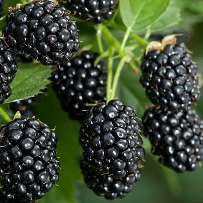 Ежевика ЧЕРНАЯ МАГИЯ ремонтантная  Ежевика ЧЕРНАЯ МАГИЯ ремонтантная в Санкт-Петербурге