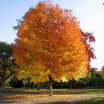 Клен серебристый  Клен серебристый в Санкт-Петербурге