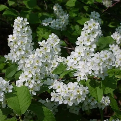 Черемуха ПАМЯТИ САЛАМАТОВА  Черемуха ПАМЯТИ САЛАМАТОВА в Санкт-Петербурге