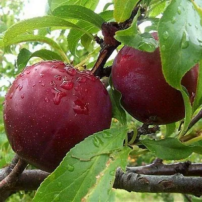 Слива КЛЕОПАТРА  Слива КЛЕОПАТРА в Санкт-Петербурге