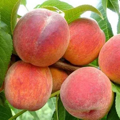 Персик ФЛЕМИНГ ФЬЮРИ  Персик ФЛЕМИНГ ФЬЮРИ в Санкт-Петербурге