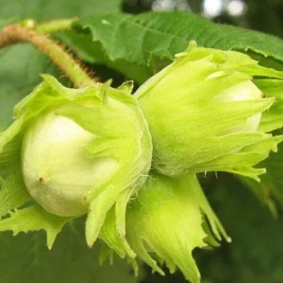 Фундук КАТАЛОНСКИЙ в Санкт-Петербурге