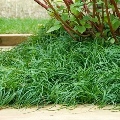 Осока БИТЛЗ  Осока БИТЛЗ в Санкт-Петербурге