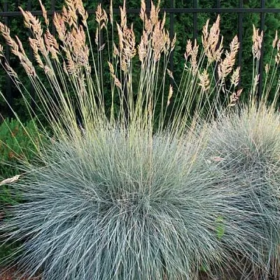 Овсянница ЭЛАЙДЖА БЛЮ  Овсянница ЭЛАЙДЖА БЛЮ в Санкт-Петербурге