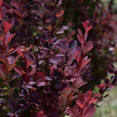 Барбарис ХЕЛМОНД ПИЛЛАР тунберга в Санкт-Петербурге