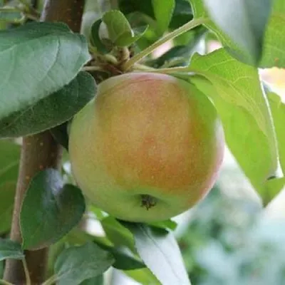 Яблоня ПОДСНЕЖНИК стелющаяся в Санкт-Петербурге