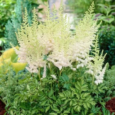 Астильба МИЛК ЭНД ХАНИ китайская  Астильба МИЛК ЭНД ХАНИ китайская в Санкт-Петербурге